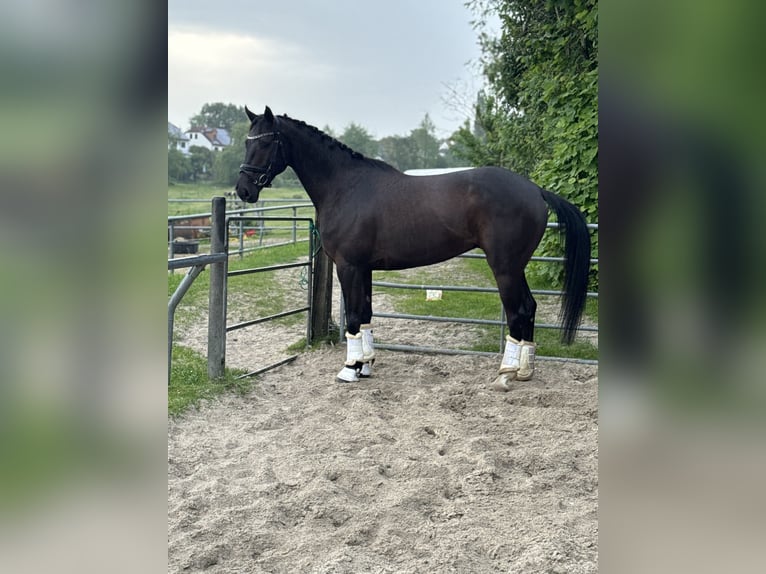 Belgian Warmblood Gelding 4 years 16 hh in Witten