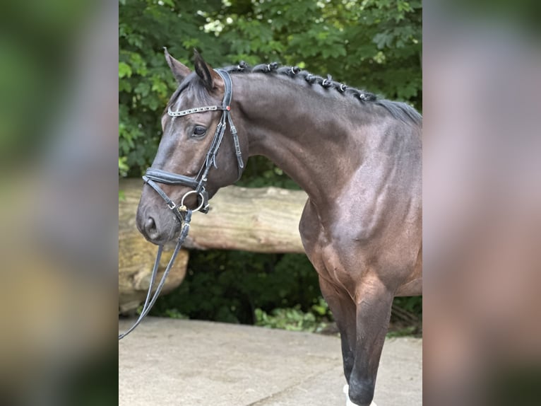 Belgian Warmblood Gelding 4 years 16 hh in Witten