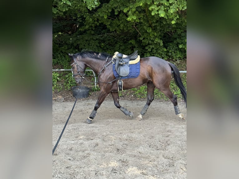 Belgian Warmblood Gelding 4 years 16 hh in Witten