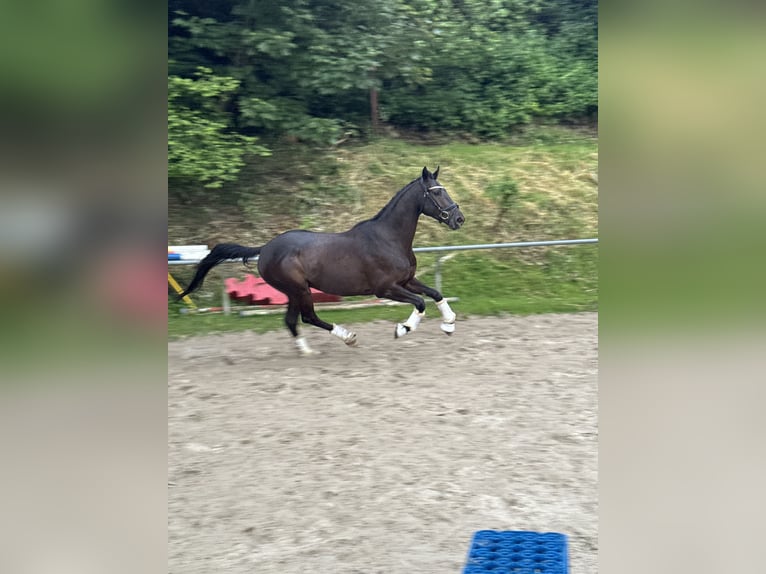 Belgian Warmblood Gelding 4 years 16 hh in Witten