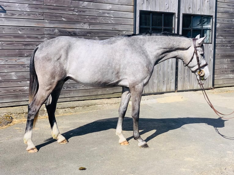 Belgian Warmblood Gelding 4 years 16 hh Gray in Fuente El Saz De Jarama