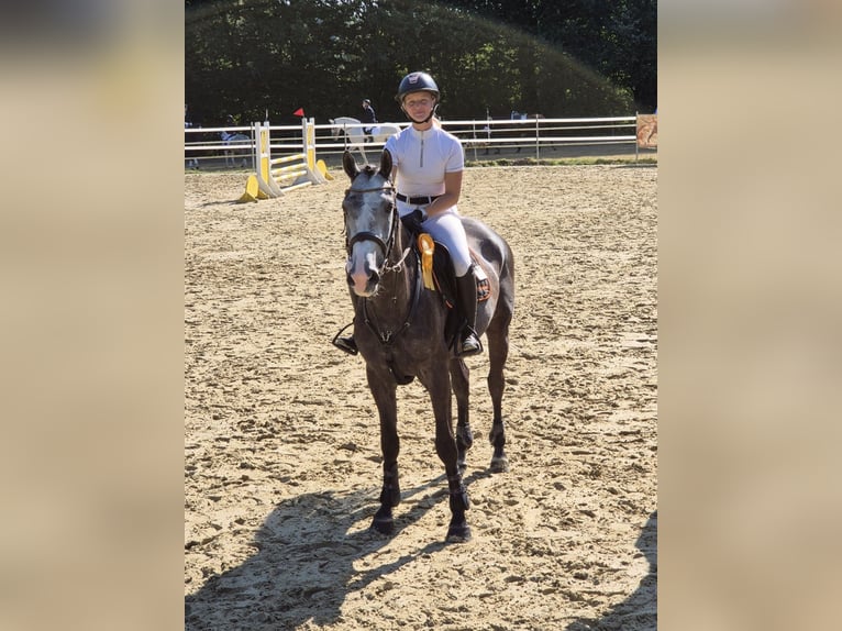 Belgian Warmblood Gelding 4 years 16 hh Gray in Dortmund