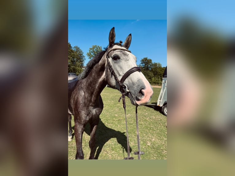 Belgian Warmblood Gelding 4 years 16 hh Gray in Dortmund