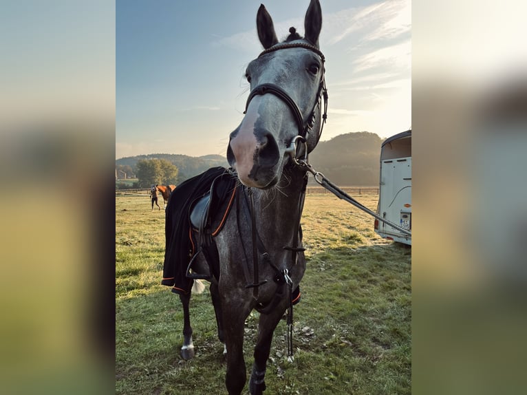 Belgian Warmblood Gelding 4 years 16 hh Gray in Dortmund