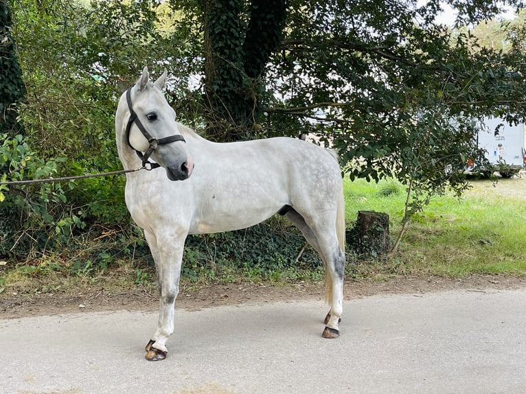 Belgian Warmblood Gelding 4 years 16 hh Gray in Übach-Palenberg