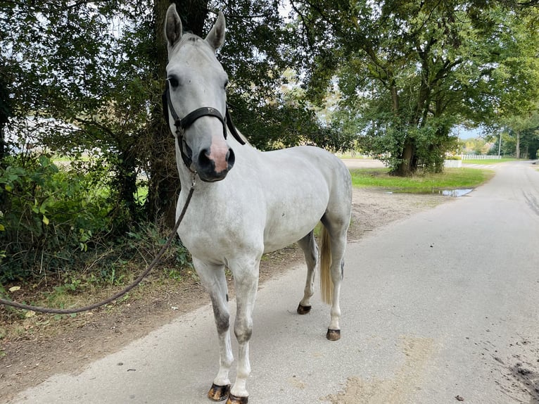 Belgian Warmblood Gelding 4 years 16 hh Gray in Übach-Palenberg