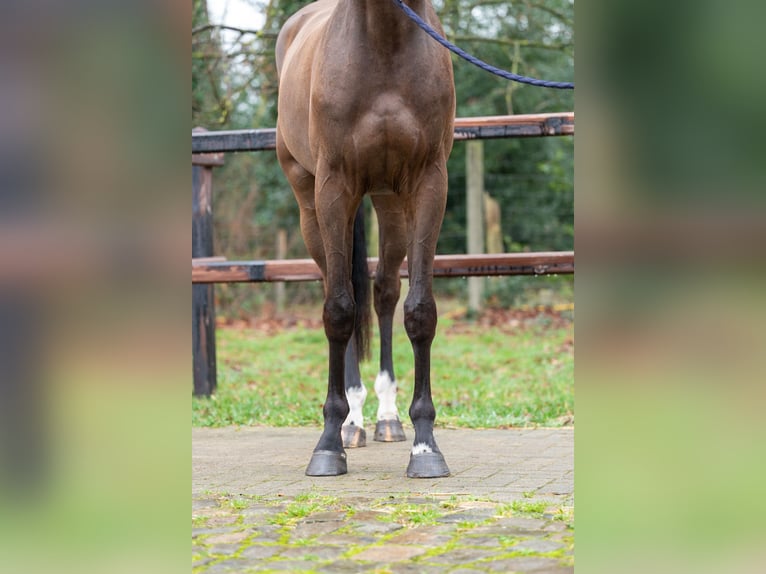Belgian Warmblood Gelding 4 years 16 hh  in GROTE-BROGEL