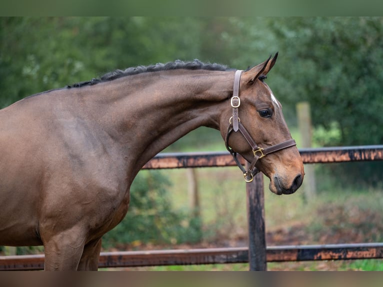 Belgian Warmblood Gelding 4 years 16 hh  in GROTE-BROGEL