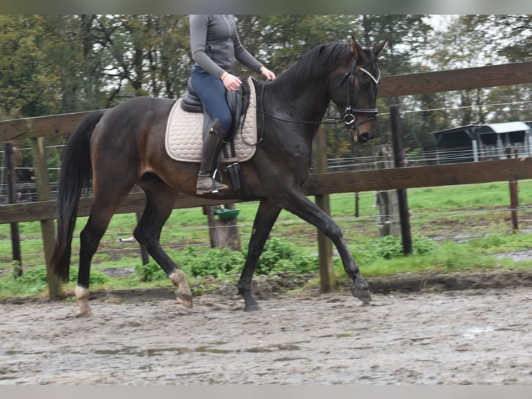 Belgian Warmblood Gelding 4 years 16,1 hh Bay-Dark in Achtmaal