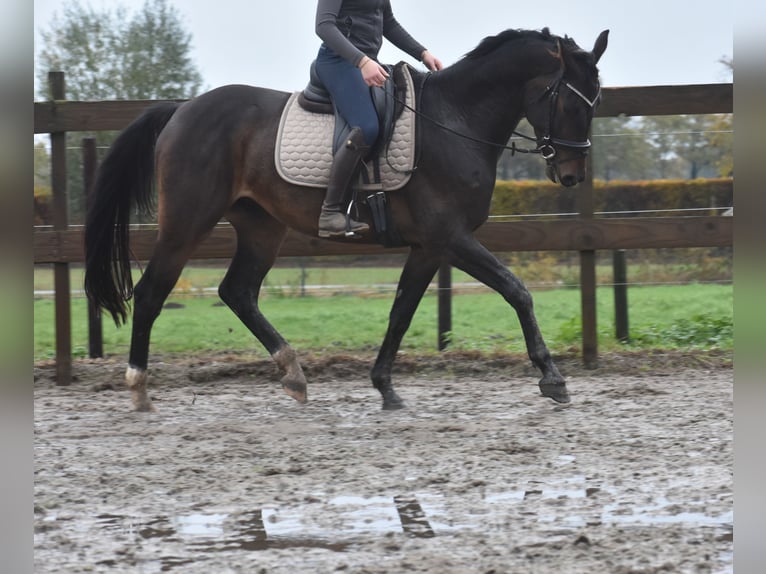 Belgian Warmblood Gelding 4 years 16,1 hh Bay-Dark in Achtmaal