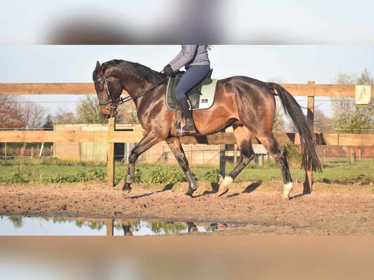 Belgian Warmblood Gelding 4 years 16,1 hh Bay-Dark in Achtmaal