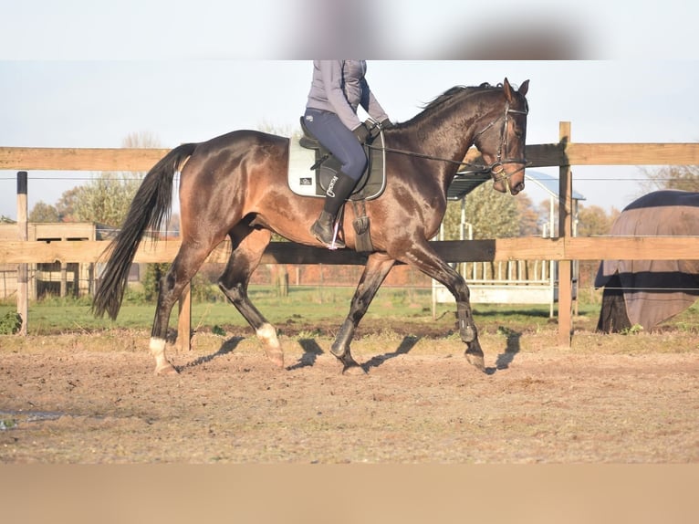 Belgian Warmblood Gelding 4 years 16,1 hh Bay-Dark in Achtmaal