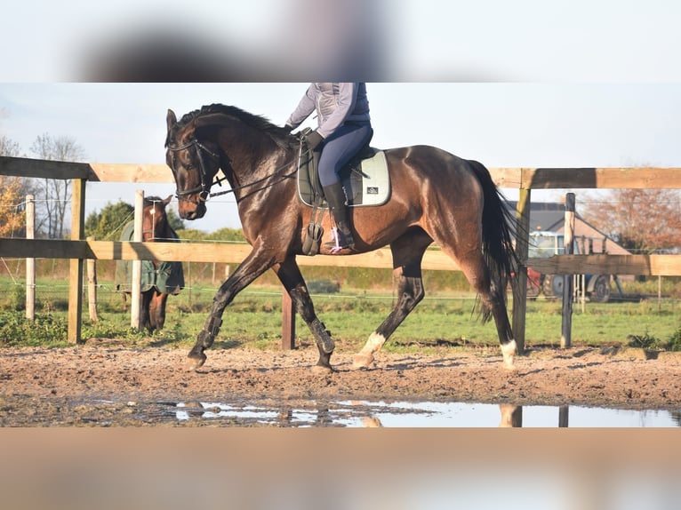 Belgian Warmblood Gelding 4 years 16,1 hh Bay-Dark in Achtmaal