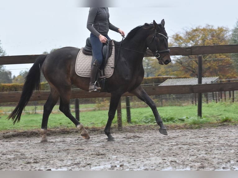Belgian Warmblood Gelding 4 years 16,1 hh Bay-Dark in Achtmaal