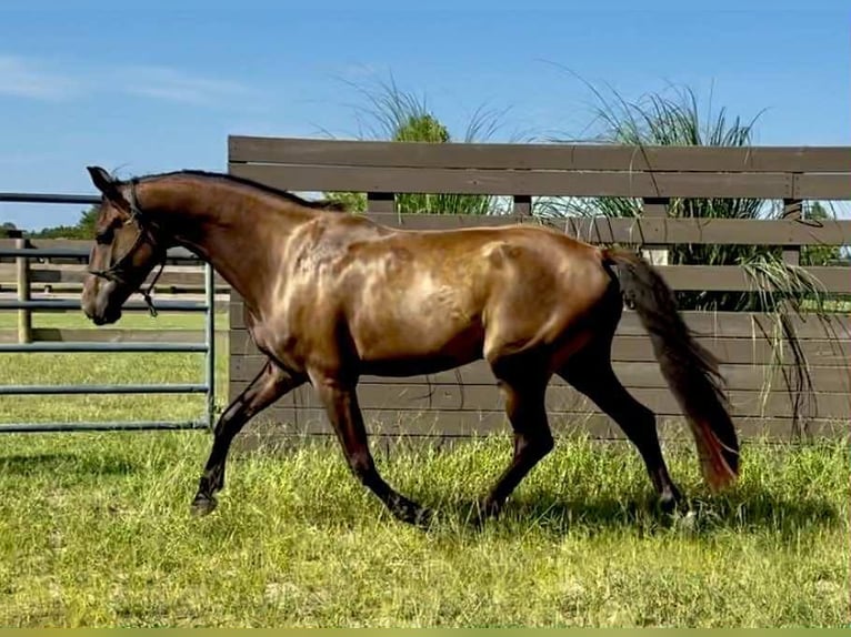 Belgian Warmblood Gelding 4 years 16,1 hh Bay-Dark in Bluemont