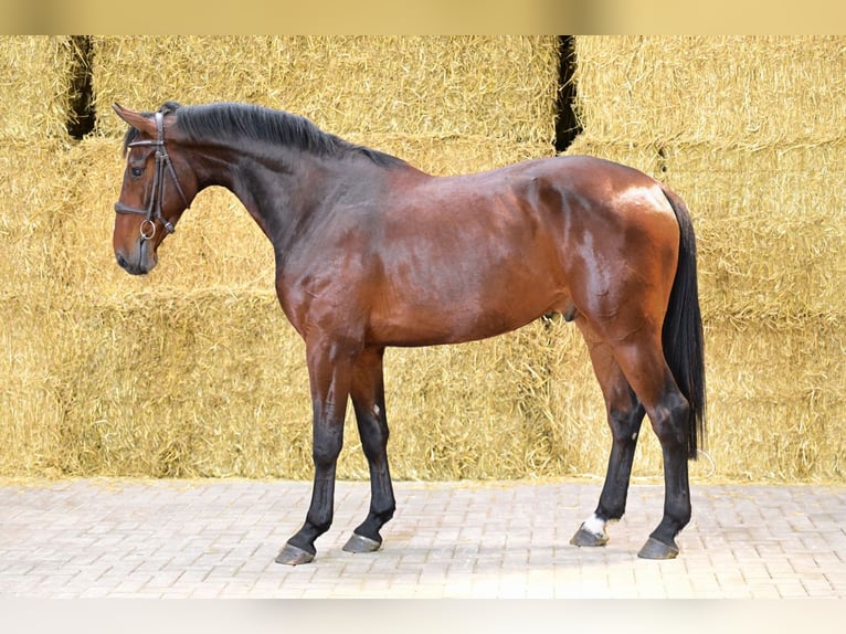 Belgian Warmblood Gelding 4 years 16,1 hh Bay in Bladel