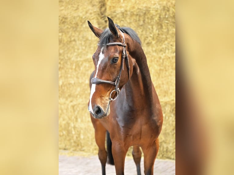 Belgian Warmblood Gelding 4 years 16,1 hh Bay in Bladel