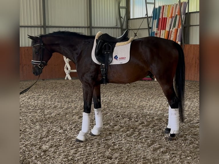 Belgian Warmblood Gelding 4 years 16,2 hh Bay-Dark in Traidendorf