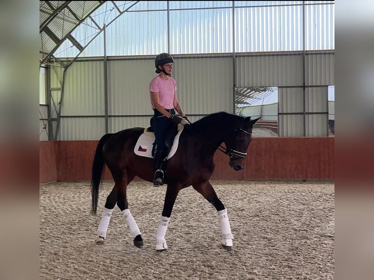 Belgian Warmblood Gelding 4 years 16,2 hh Bay-Dark in Traidendorf