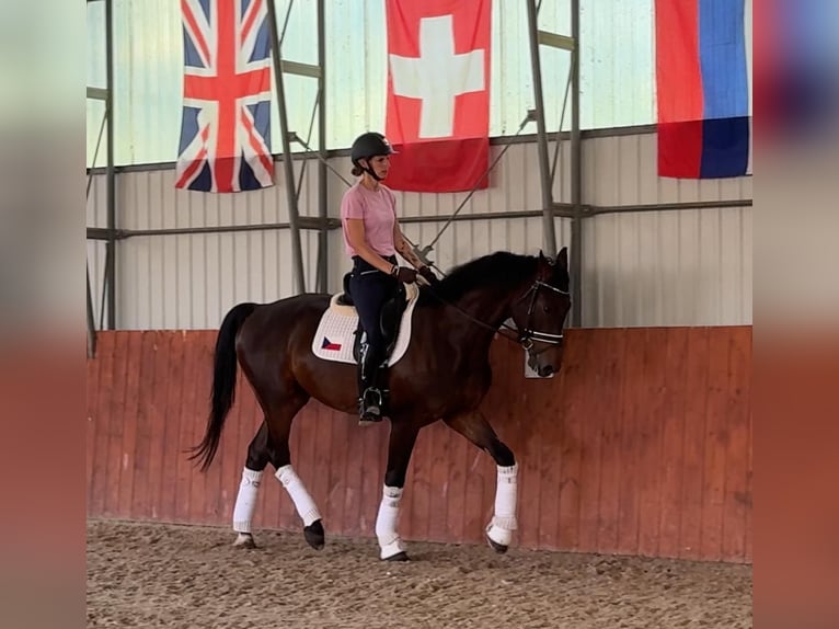 Belgian Warmblood Gelding 4 years 16,2 hh Bay-Dark in Traidendorf