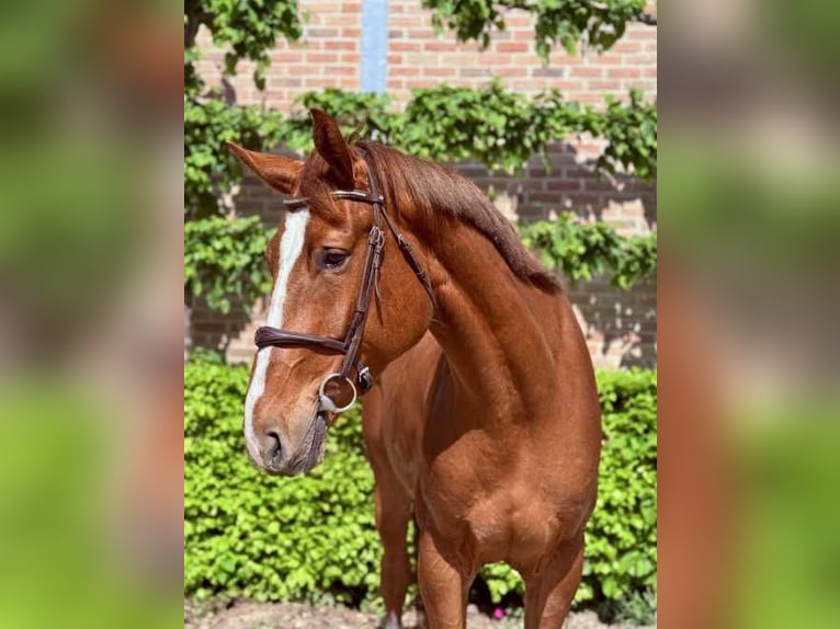 Belgian Warmblood Gelding 4 years 16,2 hh Chestnut in Bladel