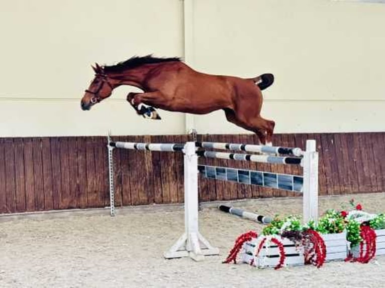 Belgian Warmblood Gelding 4 years 16,2 hh Chestnut in Bladel
