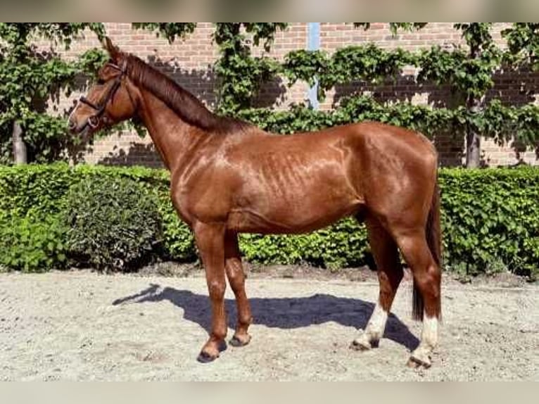 Belgian Warmblood Gelding 4 years 16,2 hh Chestnut in Bladel