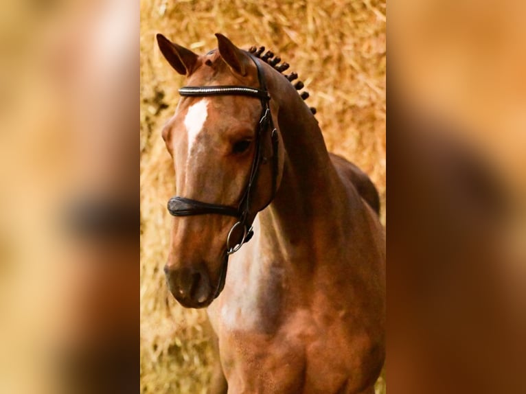 Belgian Warmblood Gelding 4 years 16,2 hh Chestnut-Red in Forch