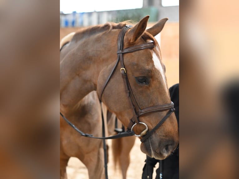Belgian Warmblood Gelding 4 years 16,2 hh Chestnut-Red in Forch