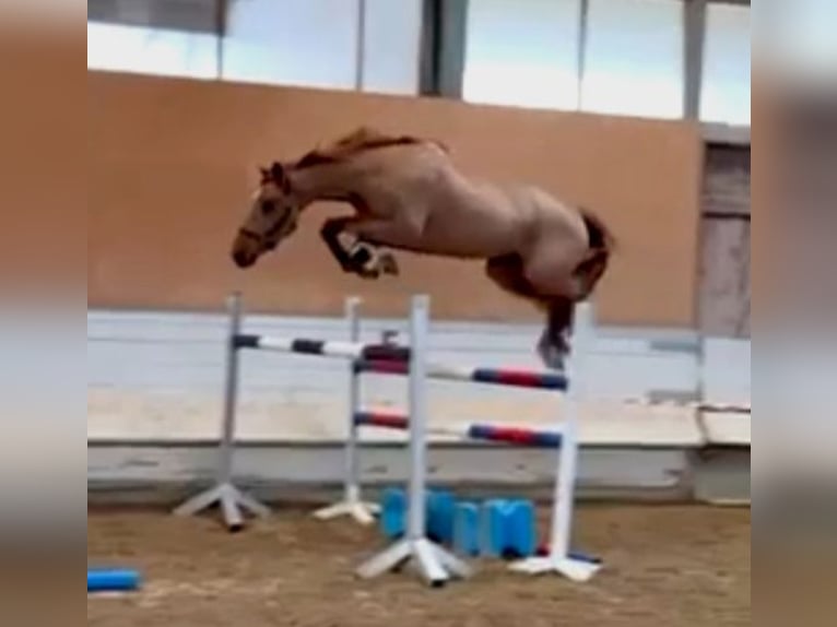 Belgian Warmblood Gelding 4 years 16,2 hh Chestnut-Red in Oberstadion