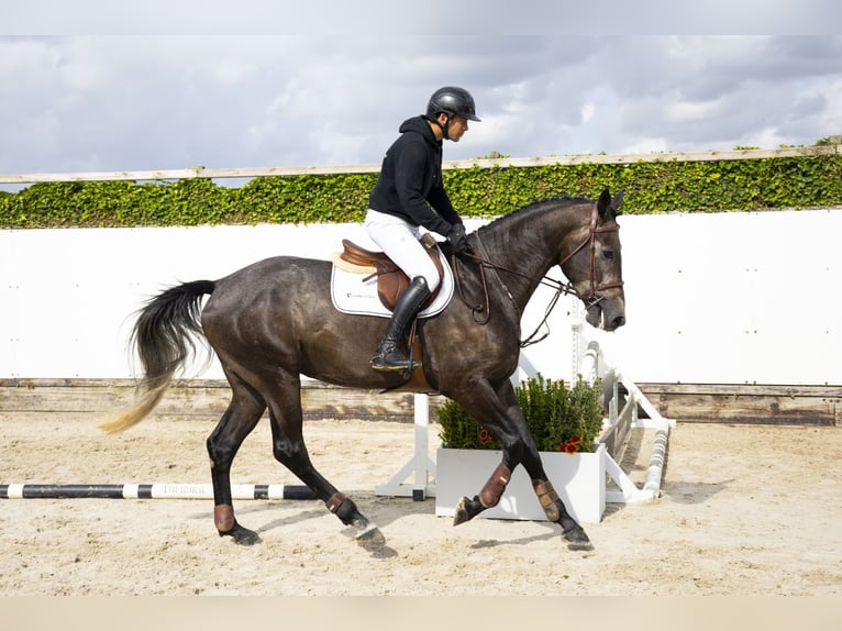 Belgian Warmblood Gelding 4 years 16,2 hh Grey in Waddinxveen