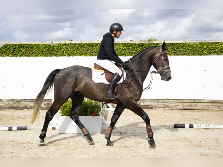 Belgian Warmblood Gelding 4 years 16,2 hh Grey in Waddinxveen
