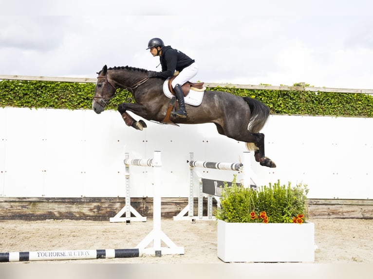 Belgian Warmblood Gelding 4 years 16,2 hh Grey in Waddinxveen