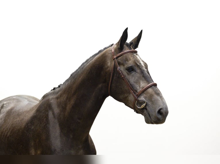 Belgian Warmblood Gelding 4 years 16,2 hh Grey in Waddinxveen