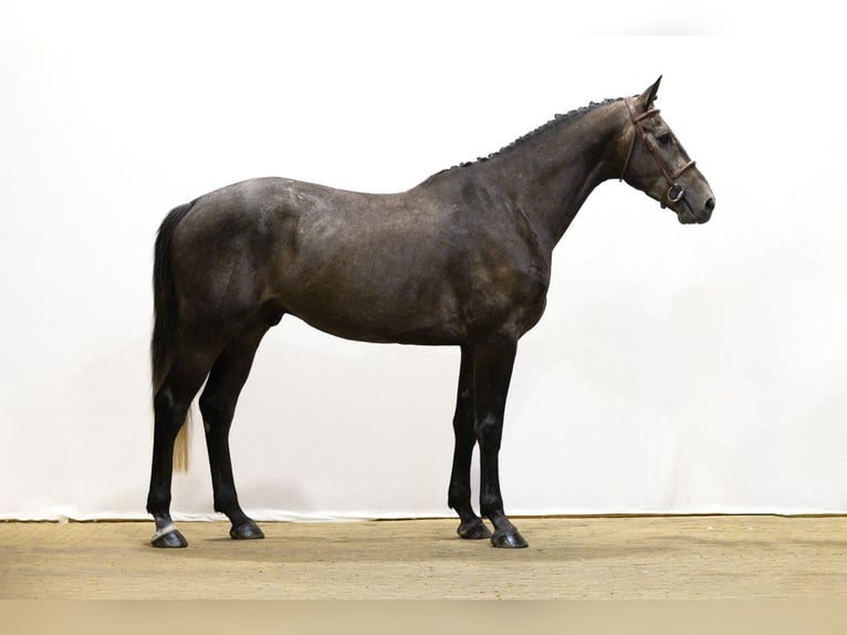 Belgian Warmblood Gelding 4 years 16,2 hh Grey in Waddinxveen