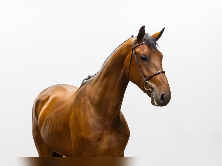 Belgian Warmblood Gelding 4 years 16,2 hh in GROTE-BROGEL