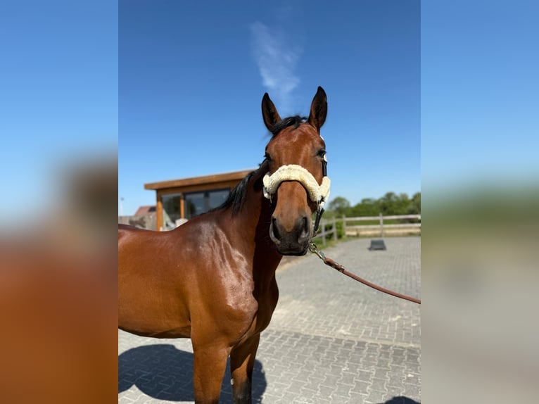 Belgian Warmblood Gelding 4 years 16,2 hh in GROTE-BROGEL