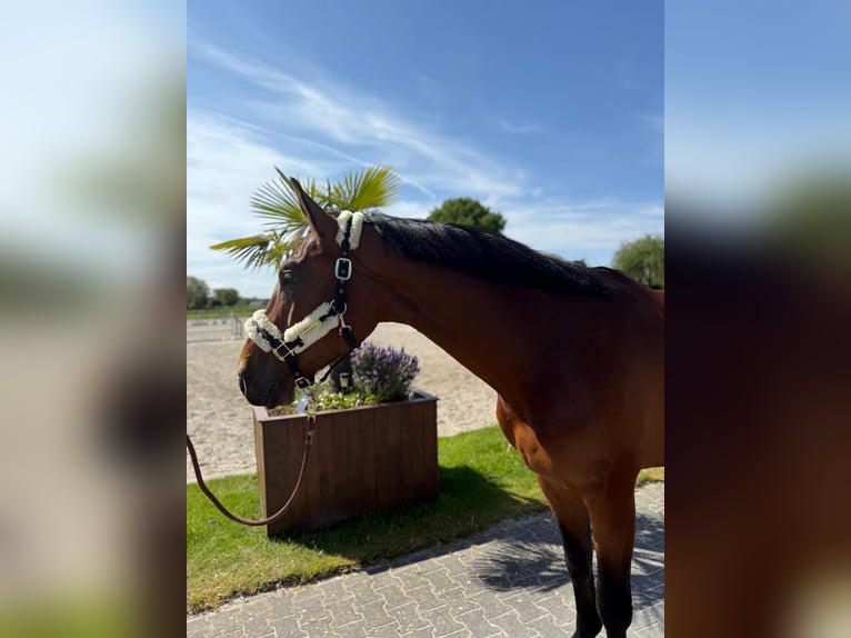 Belgian Warmblood Gelding 4 years 16,2 hh in GROTE-BROGEL