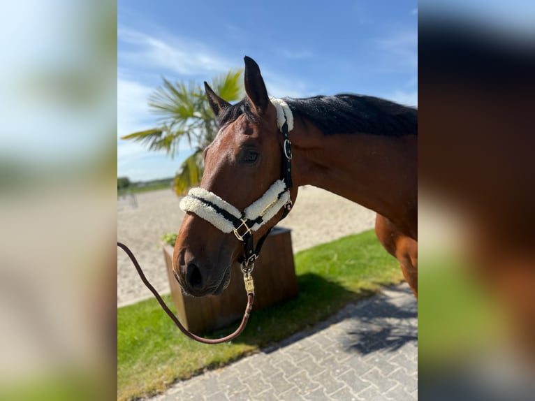 Belgian Warmblood Gelding 4 years 16,2 hh in GROTE-BROGEL