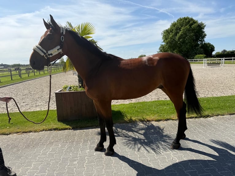 Belgian Warmblood Gelding 4 years 16,2 hh in GROTE-BROGEL