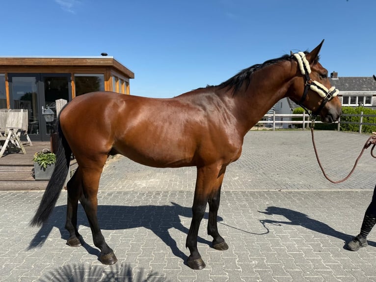 Belgian Warmblood Gelding 4 years 16,2 hh in GROTE-BROGEL