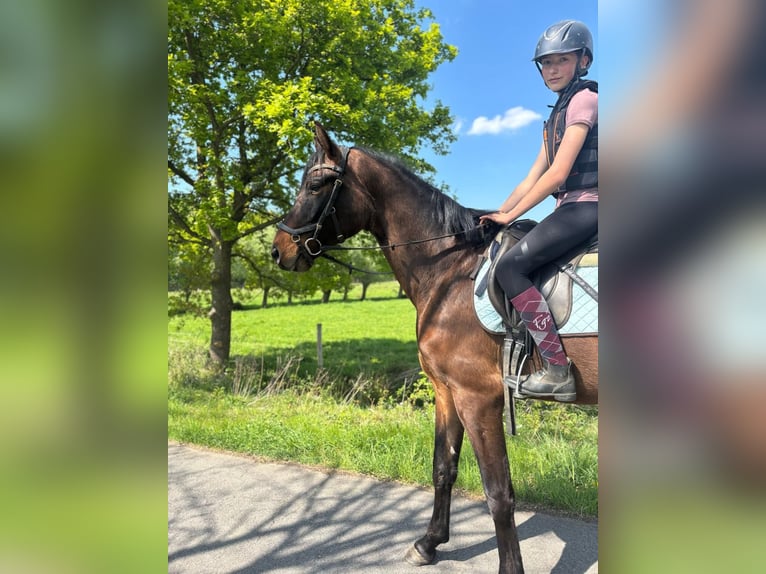 Belgian Warmblood Gelding 4 years 16,3 hh Bay-Dark in Bornem