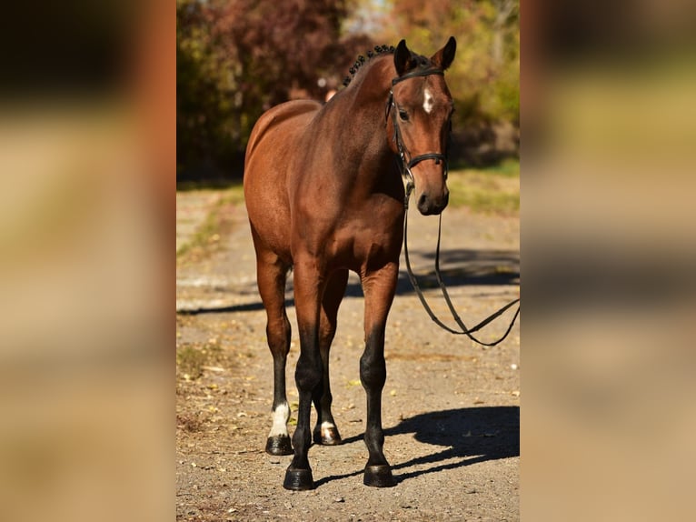 Belgian Warmblood Gelding 4 years 16,3 hh Brown in Debrecen