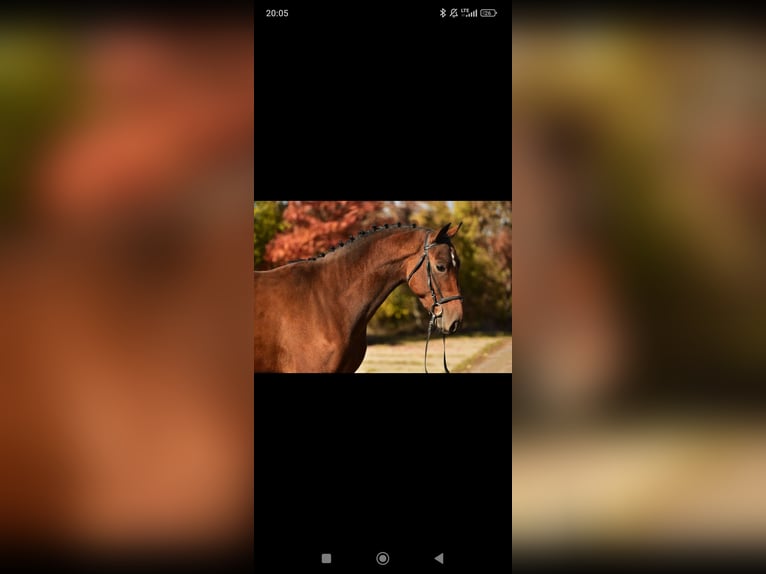 Belgian Warmblood Gelding 4 years 16,3 hh Brown in Debrecen