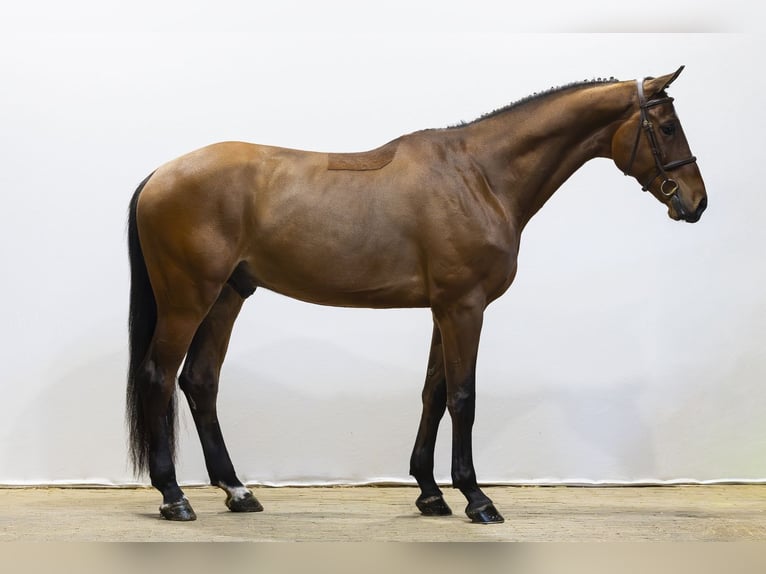 Belgian Warmblood Gelding 4 years 17.1 hh Brown in Waddinxveen