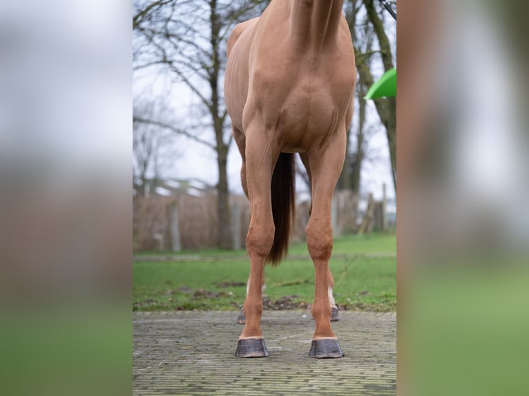 Belgian Warmblood Gelding 4 years 17,1 hh Chestnut-Red in Wijchmaal