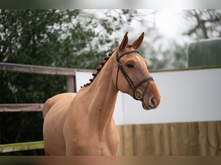 Belgian Warmblood Gelding 4 years 17,1 hh Chestnut-Red in Wijchmaal