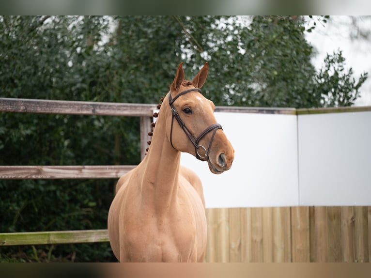 Belgian Warmblood Gelding 4 years 17,1 hh Chestnut-Red in Wijchmaal