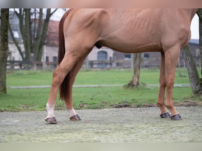 Belgian Warmblood Gelding 4 years 17,1 hh Chestnut-Red in Wijchmaal