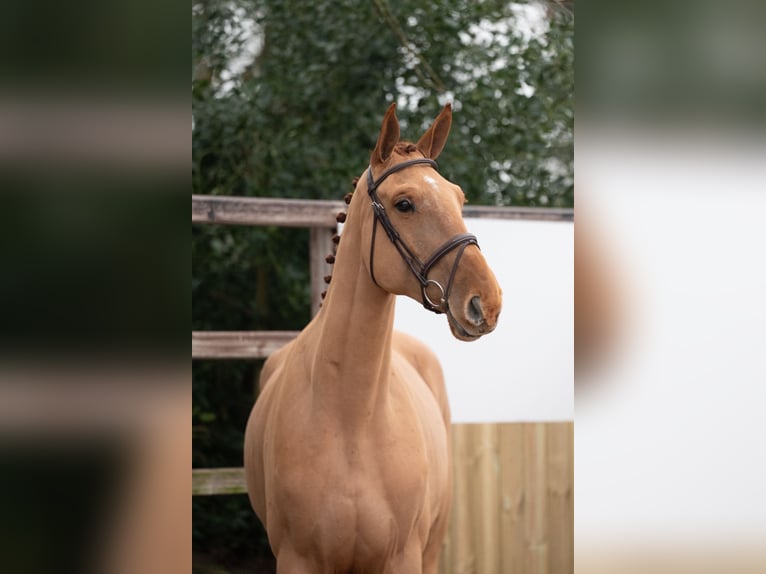 Belgian Warmblood Gelding 4 years 17,1 hh Chestnut-Red in Wijchmaal